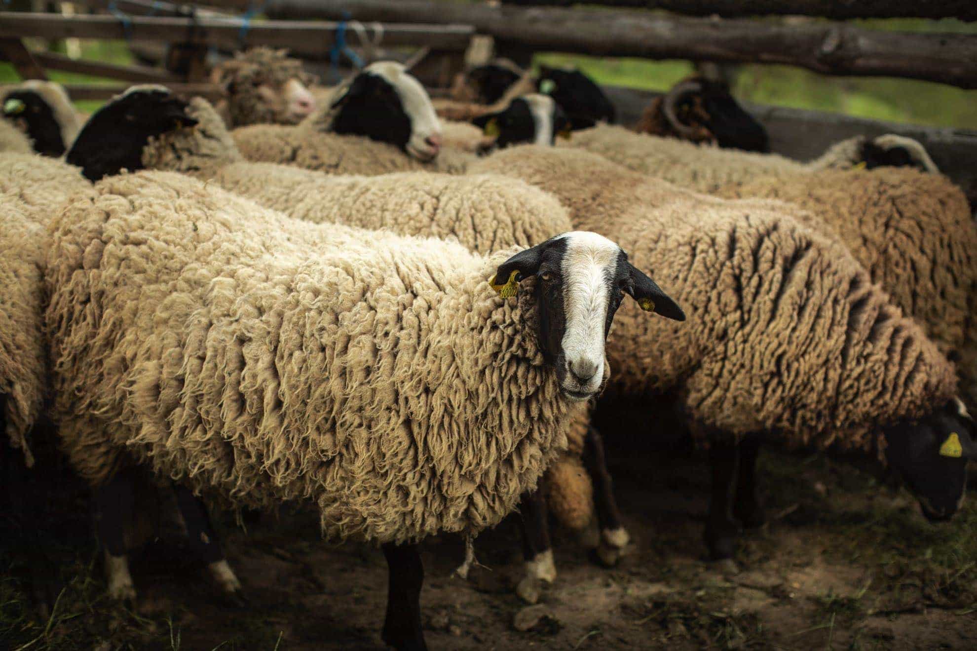 Les prés-vergers de la ferme des Soies