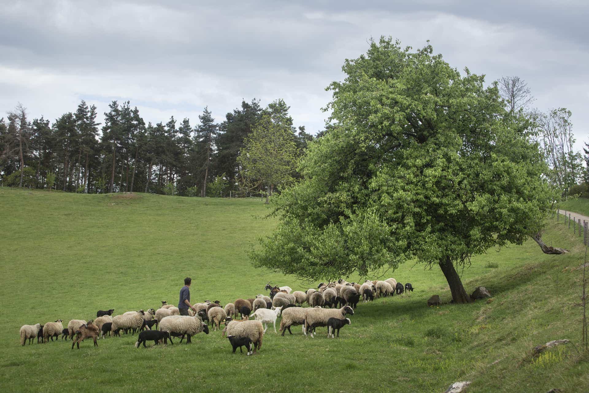 Brebis Bizet au pâturage