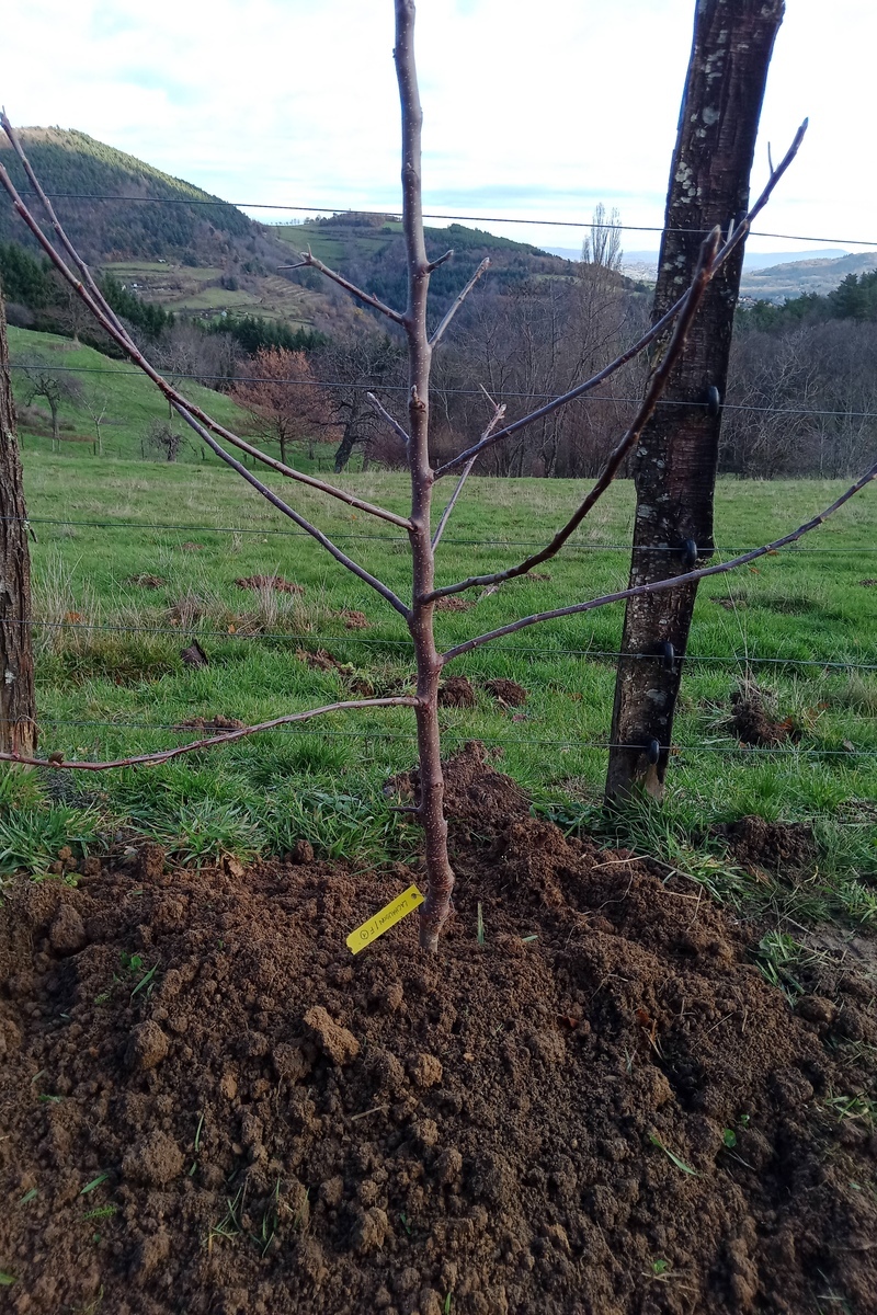 plantation-arbres-fruitiers